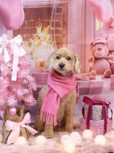 20241218アルトくん